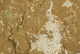 Ordovician Kukersite Oil Shale with Bryozoan Fossils - Russia #369558-1